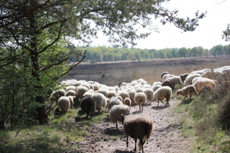 Ludiek Eten En Slapen Havelte Bagian luar foto
