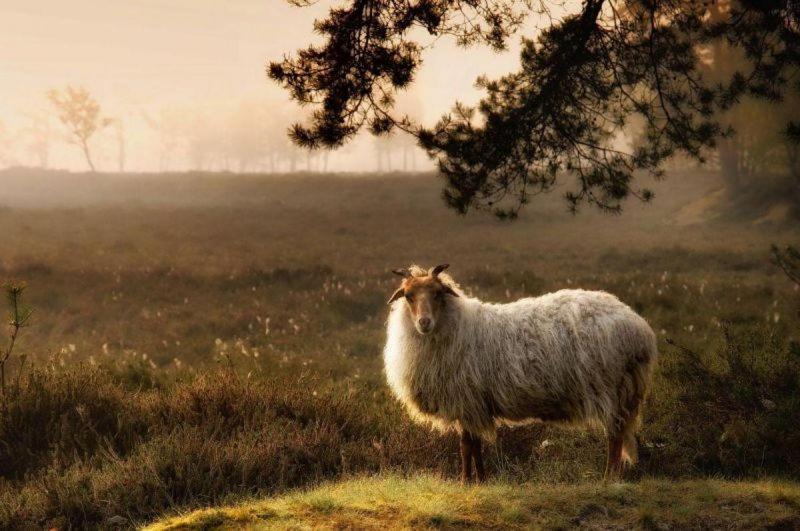 Ludiek Eten En Slapen Havelte Bagian luar foto